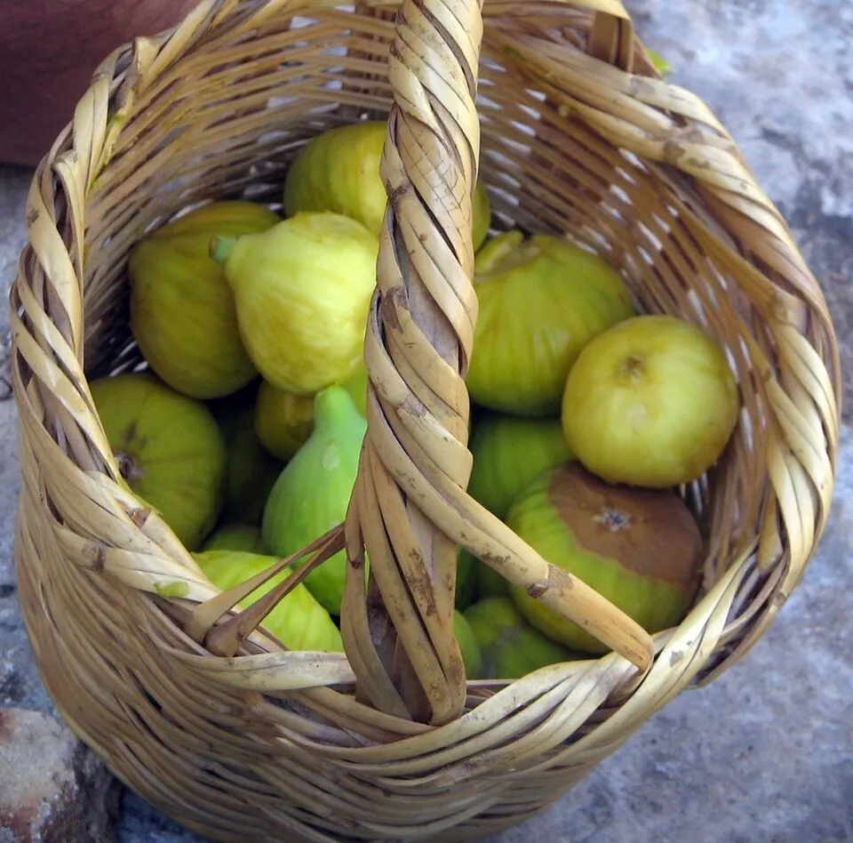 Talama ve İncir Sütünün Mucizesi